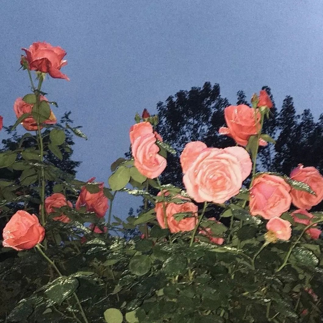 背景图ins风鲜花,ins复古黑色鲜花壁纸