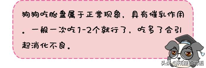 狗狗快生产了,狗狗快生产了肚子很硬