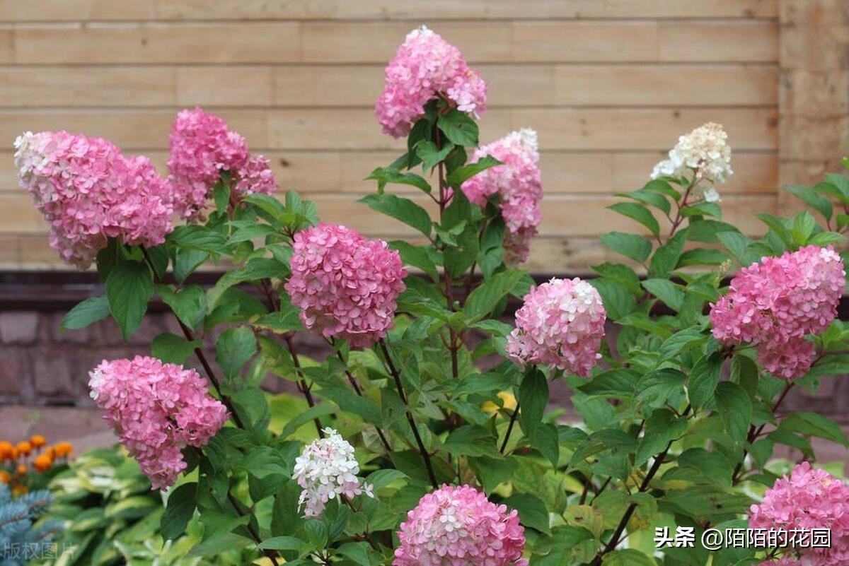 春节开花的庭院花卉,适合四季开花的庭院花卉