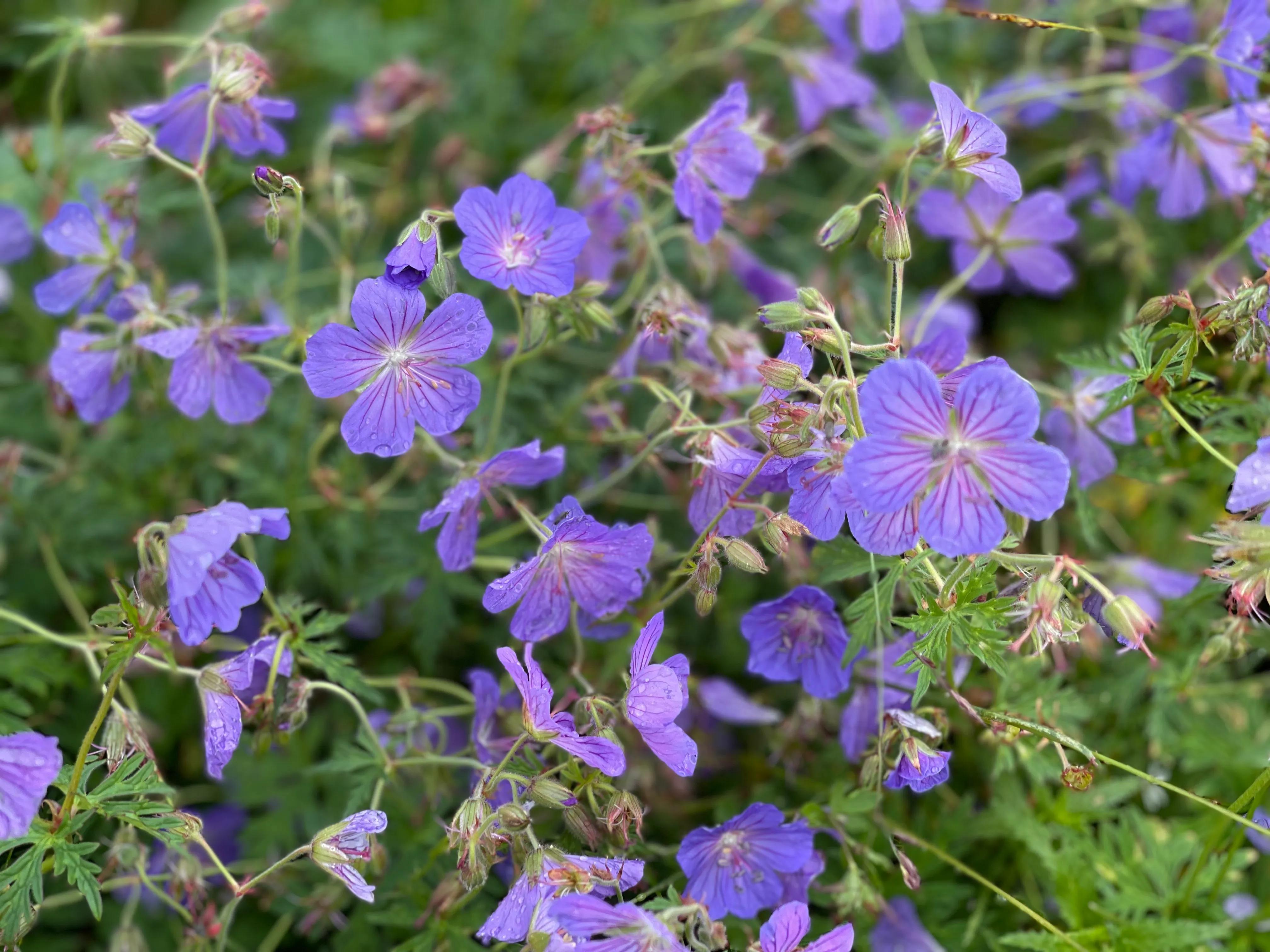 伊犁徒步穿越古道,伊犁昭苏县夏塔古道图片