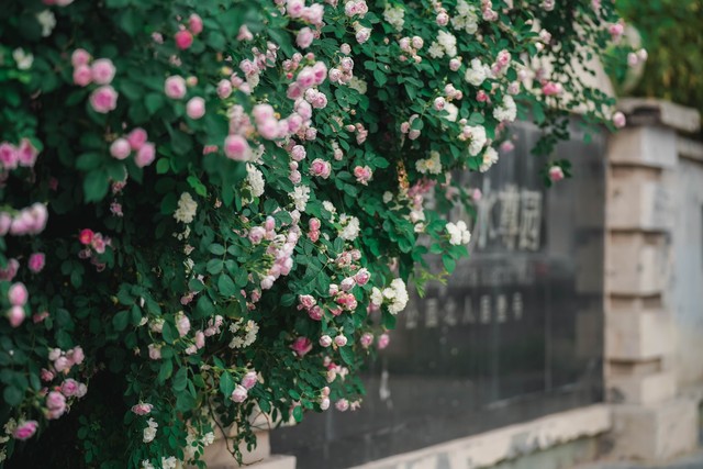 写蔷薇花的古诗词,古诗词经典诵读蔷薇花