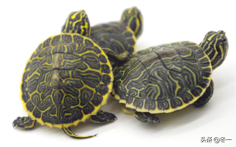 新手养龟的基本知识,入门养龟用什么龟缸