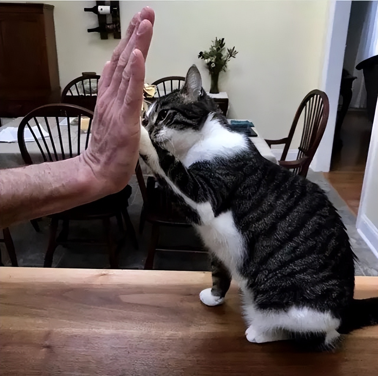 美短猫母猫和公猫的差别,公猫和母猫有什么区别呢