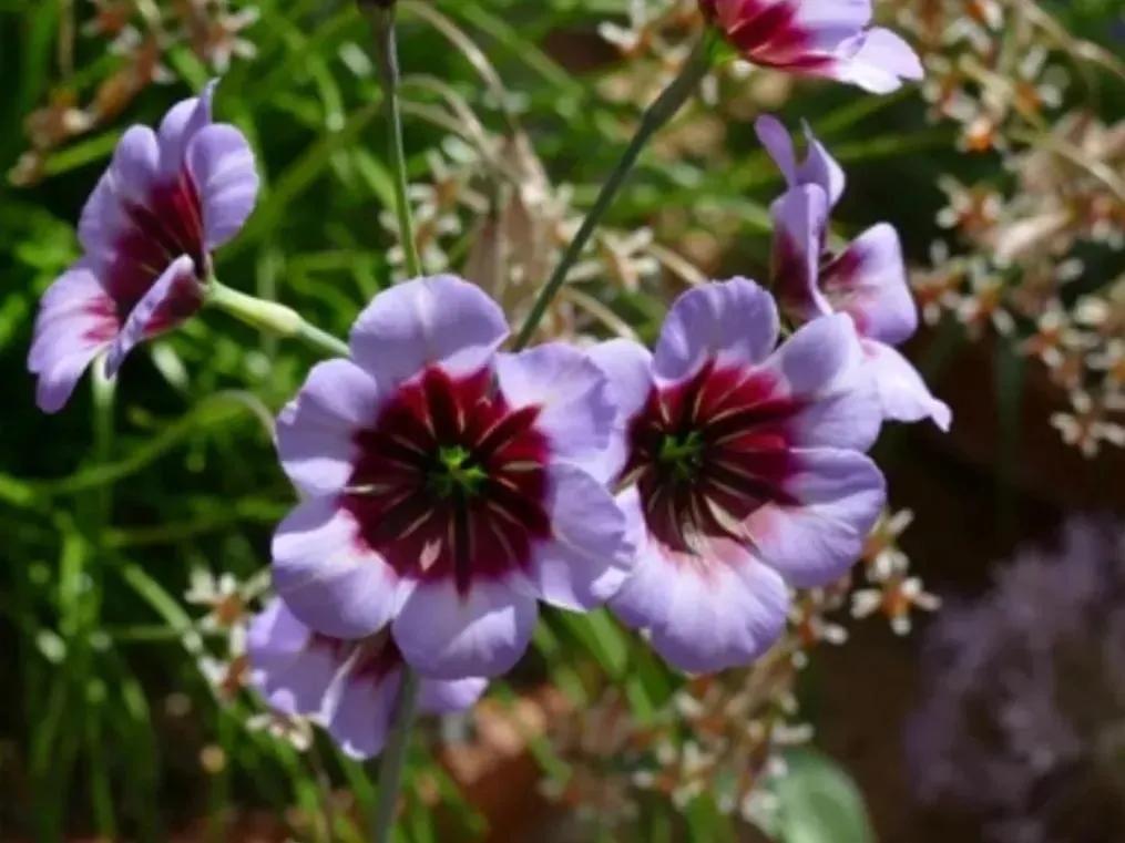 罕见漂亮的鲜花,全球最漂亮的鲜花