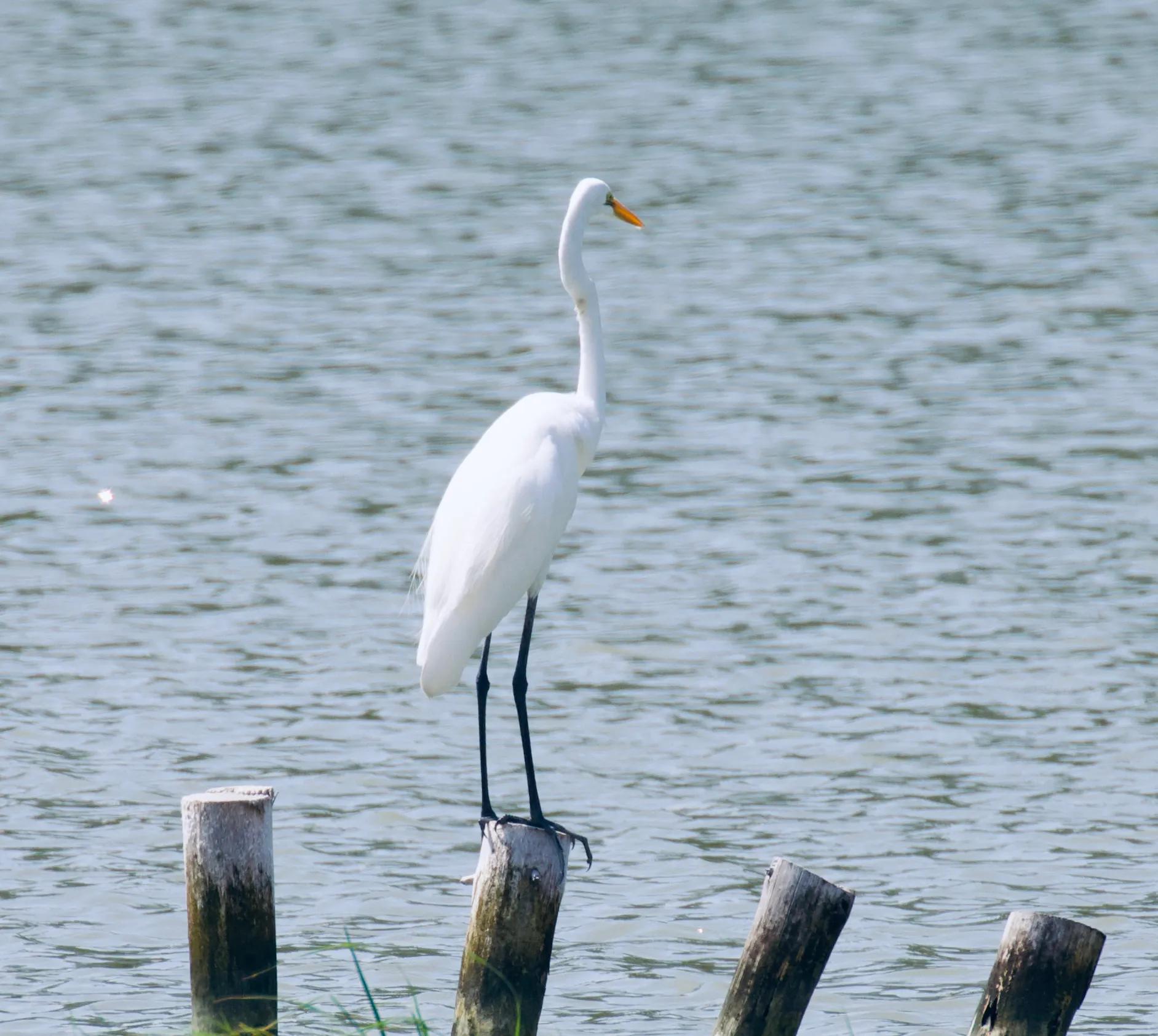佳能单反新手推荐预算1000,摄影小白购买镜头攻略