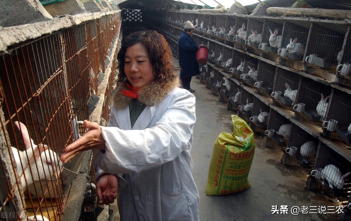 兔子快速增长的饲料配方,养兔最省钱的饲料