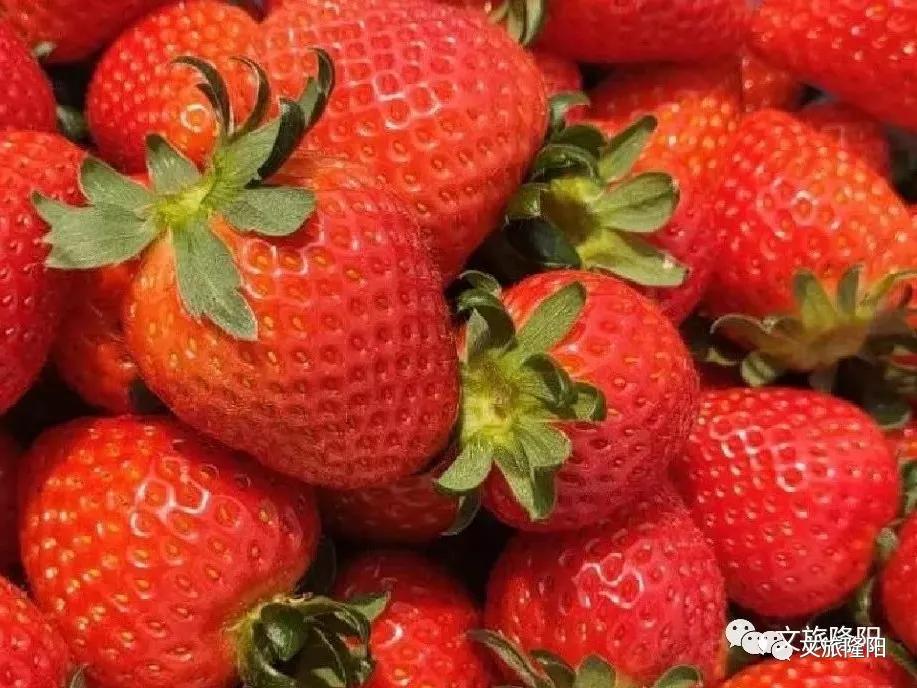 冬樱散场菜花香，蜂飞花间采蜜忙：用一天的时间去邂逅乡野风光