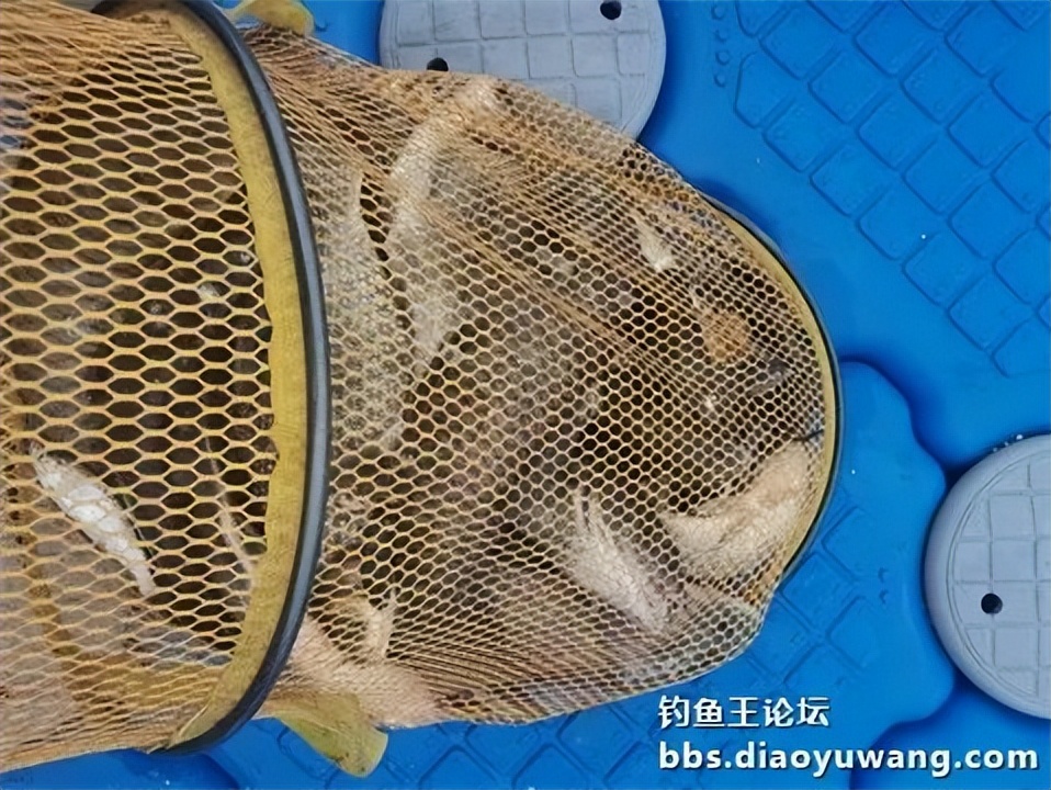 钓鱼王王者风范，拿捏多鱼种轻松