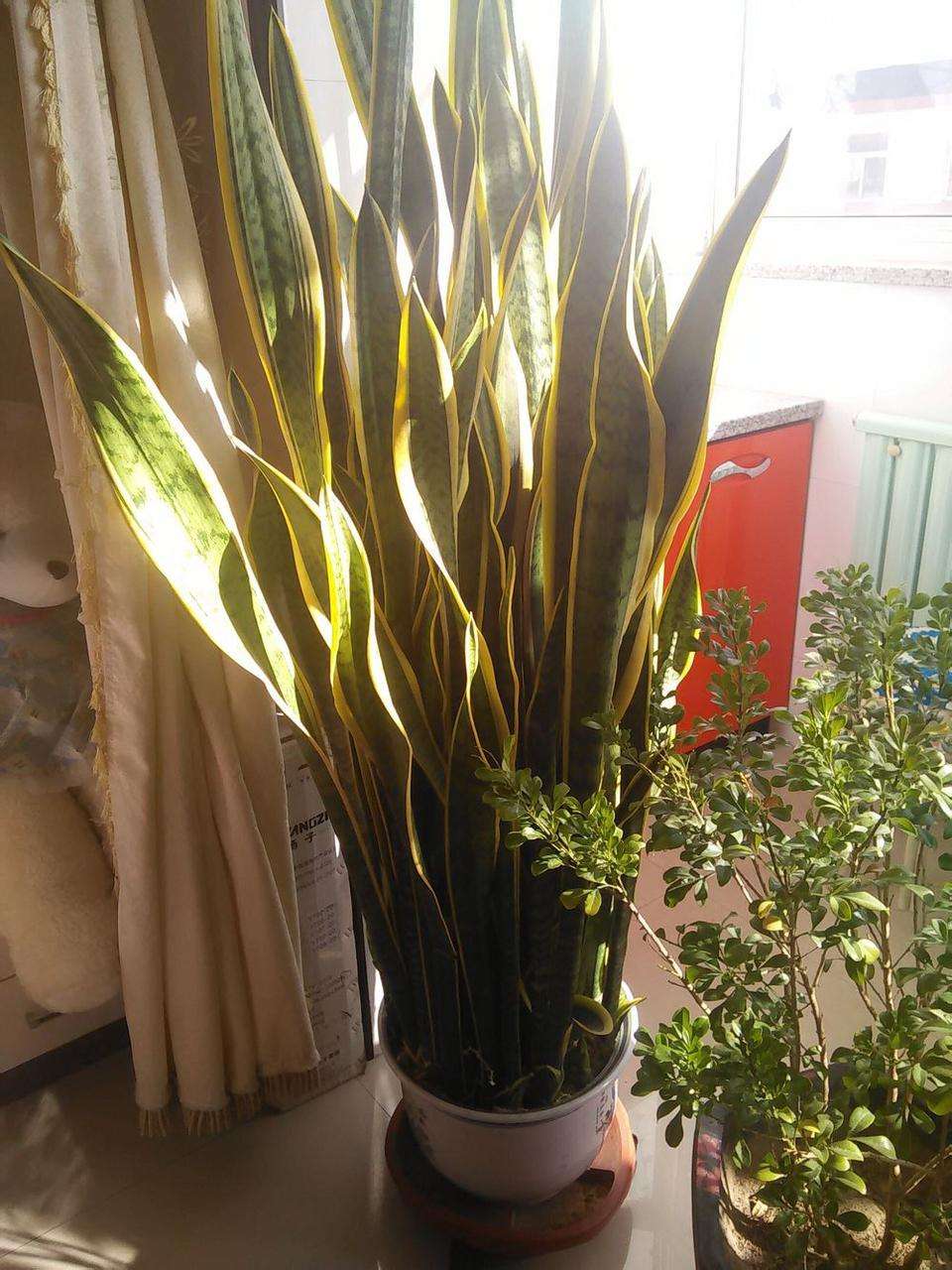 12种健康花好养又大气,什么花好养好看还健康无毒