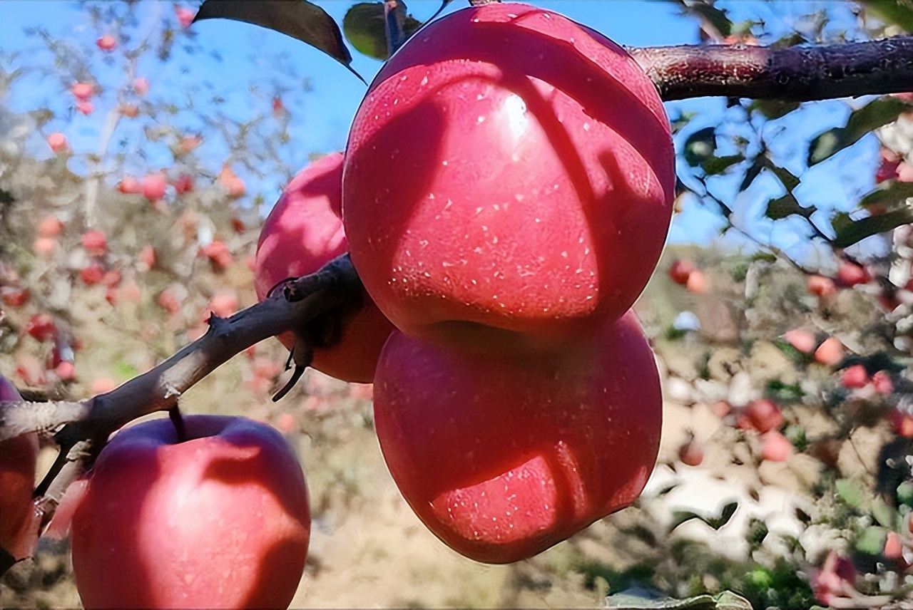 为何中国水果在日本如此畅销,为何中国还有人在卖日本水果