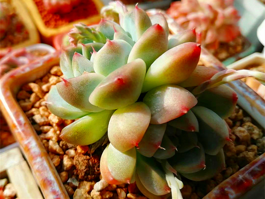 如何认清所有多肉的品种,270种常见多肉你都认识吗