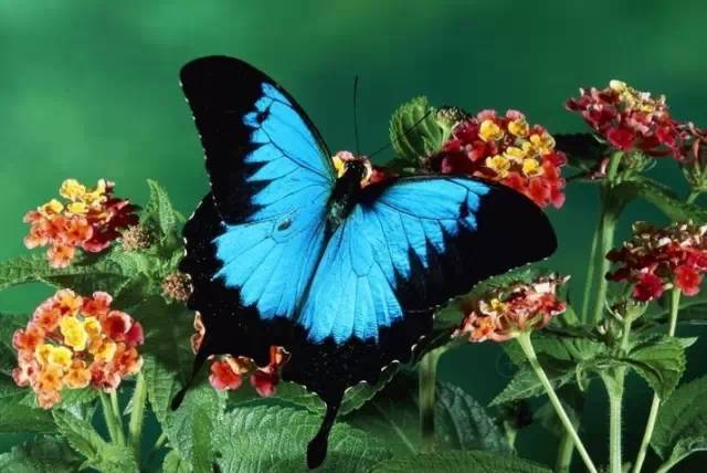 分享——自然界最美丽的蝴蝶,优美的身姿,轻盈的体态飘舞花丛中