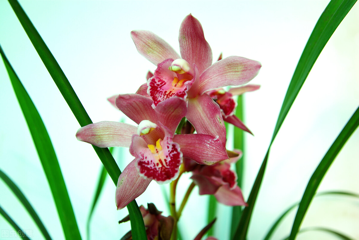 愚孝、名教，真是害人不浅——陈青云《鬼堡》