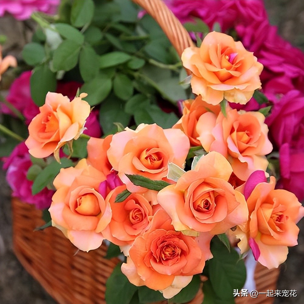 好养有香味的月季花品种有哪些,月季花都啥品种适合新手