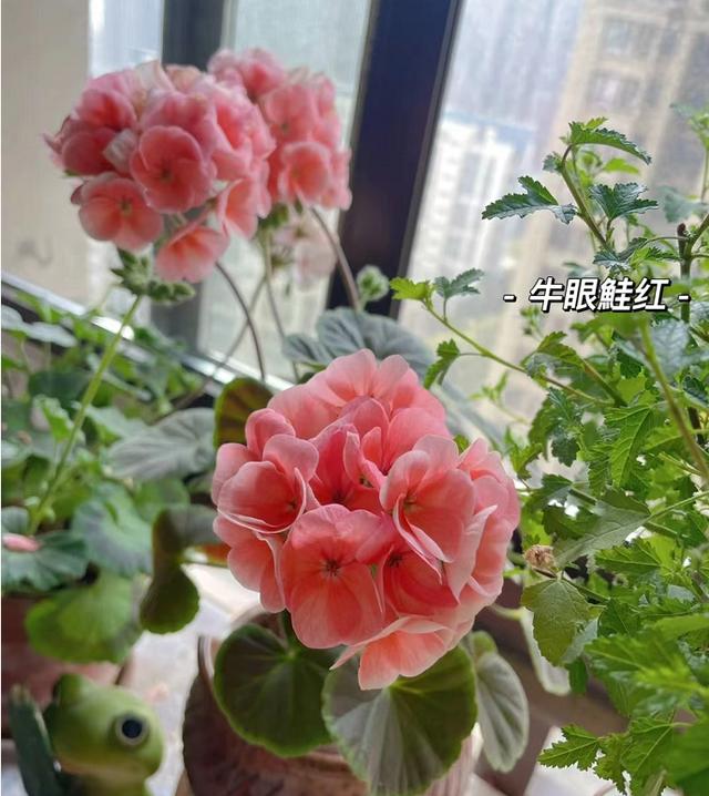 5种花浇不死浇水越多长得越旺,十种不能乱浇水的花