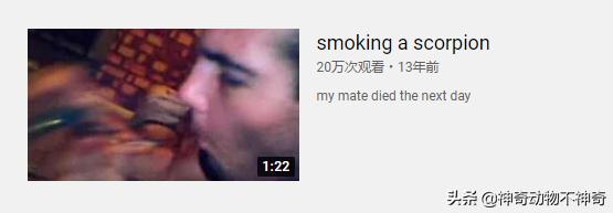 致命毒蝎号称“穷人的*品毒**”，巴铁还把它当烟抽，它有什么魔力？