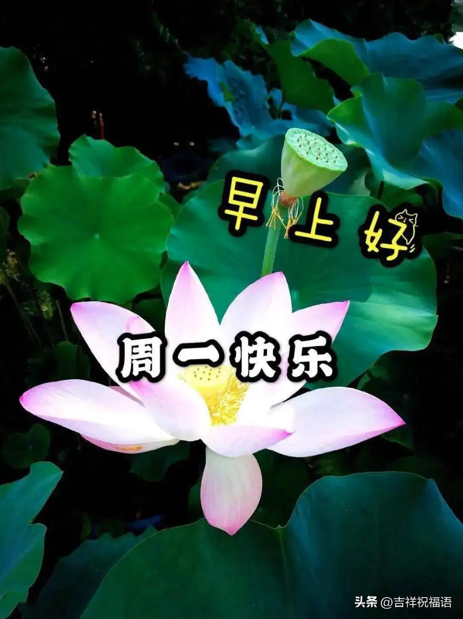 周末早上好表情包带字问候,大家周一早上好动态图片表情包