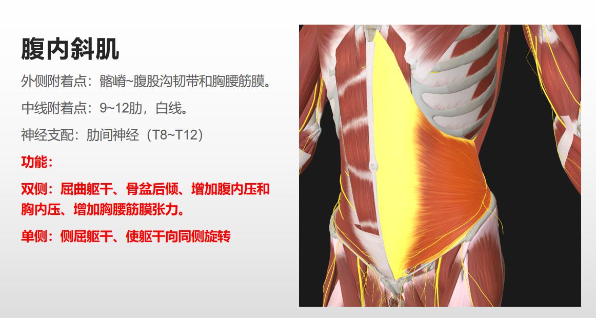 7个公认最有效的腹肌练法,如何最快练腹肌和马甲线一块练