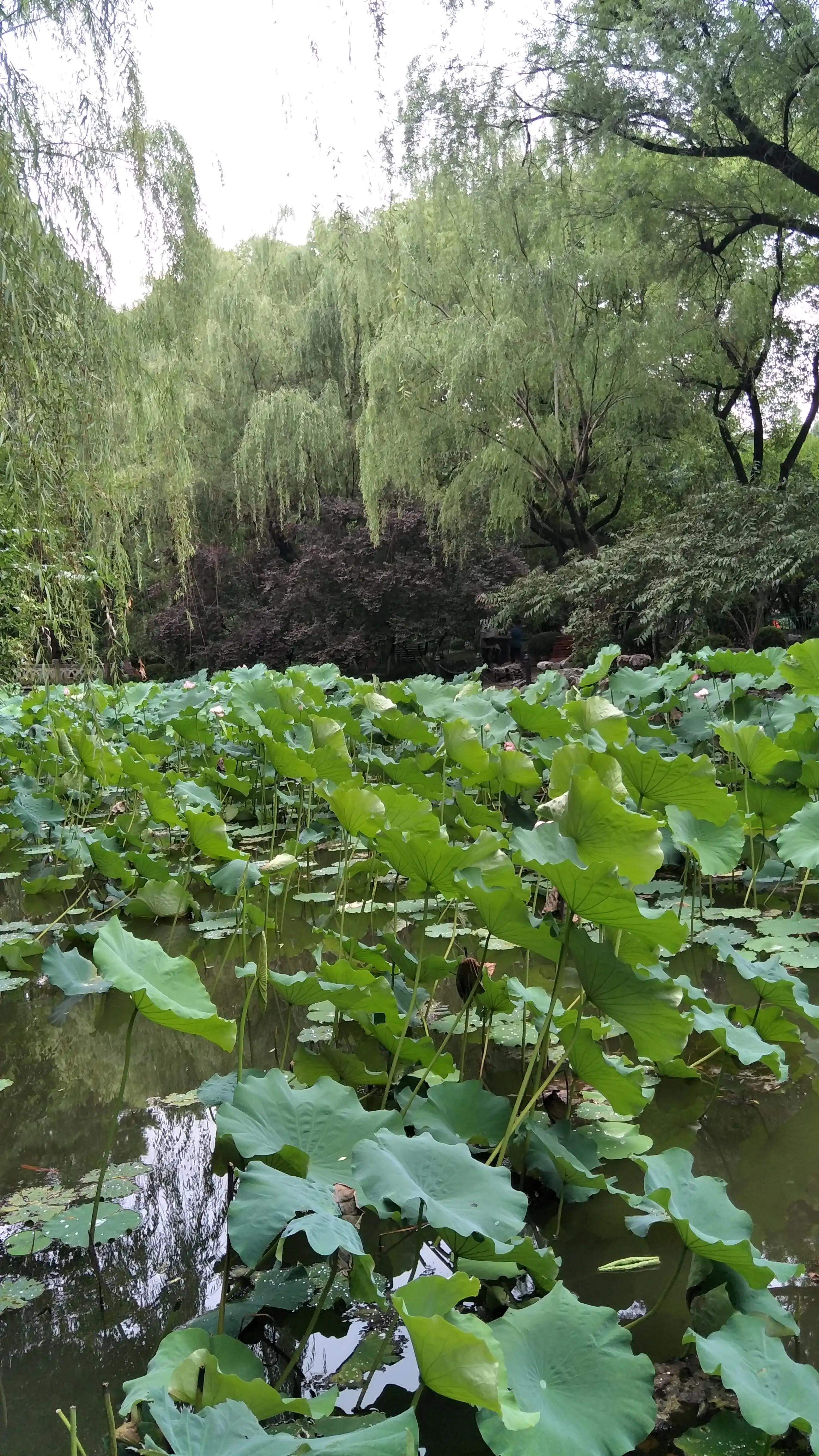 夏日花花大合集,夏日花花油画