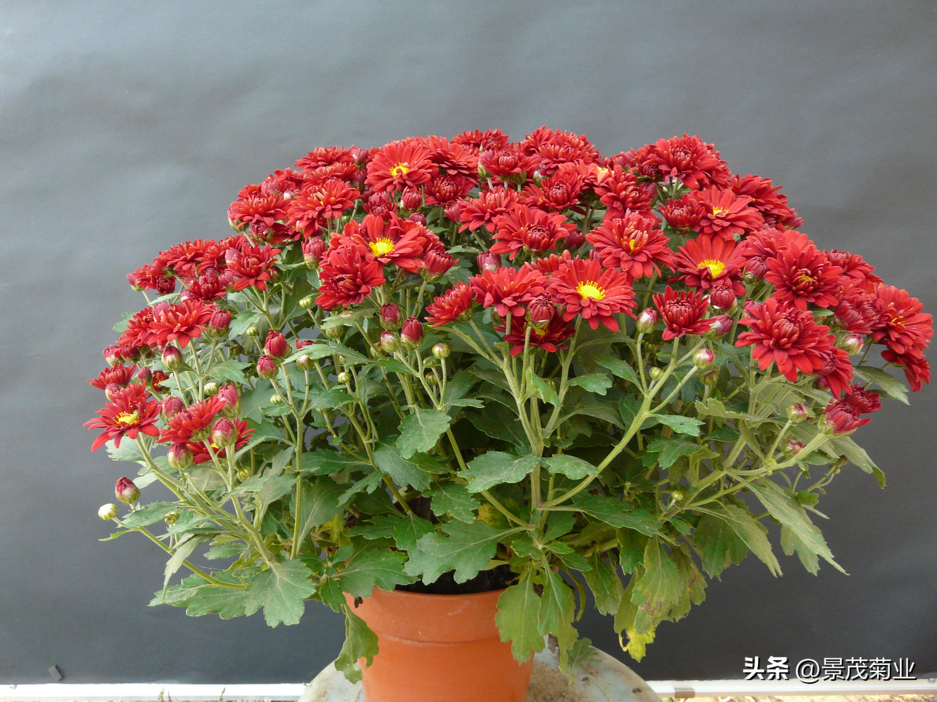 各种颜色的菊花培养,菊花种苗好吗