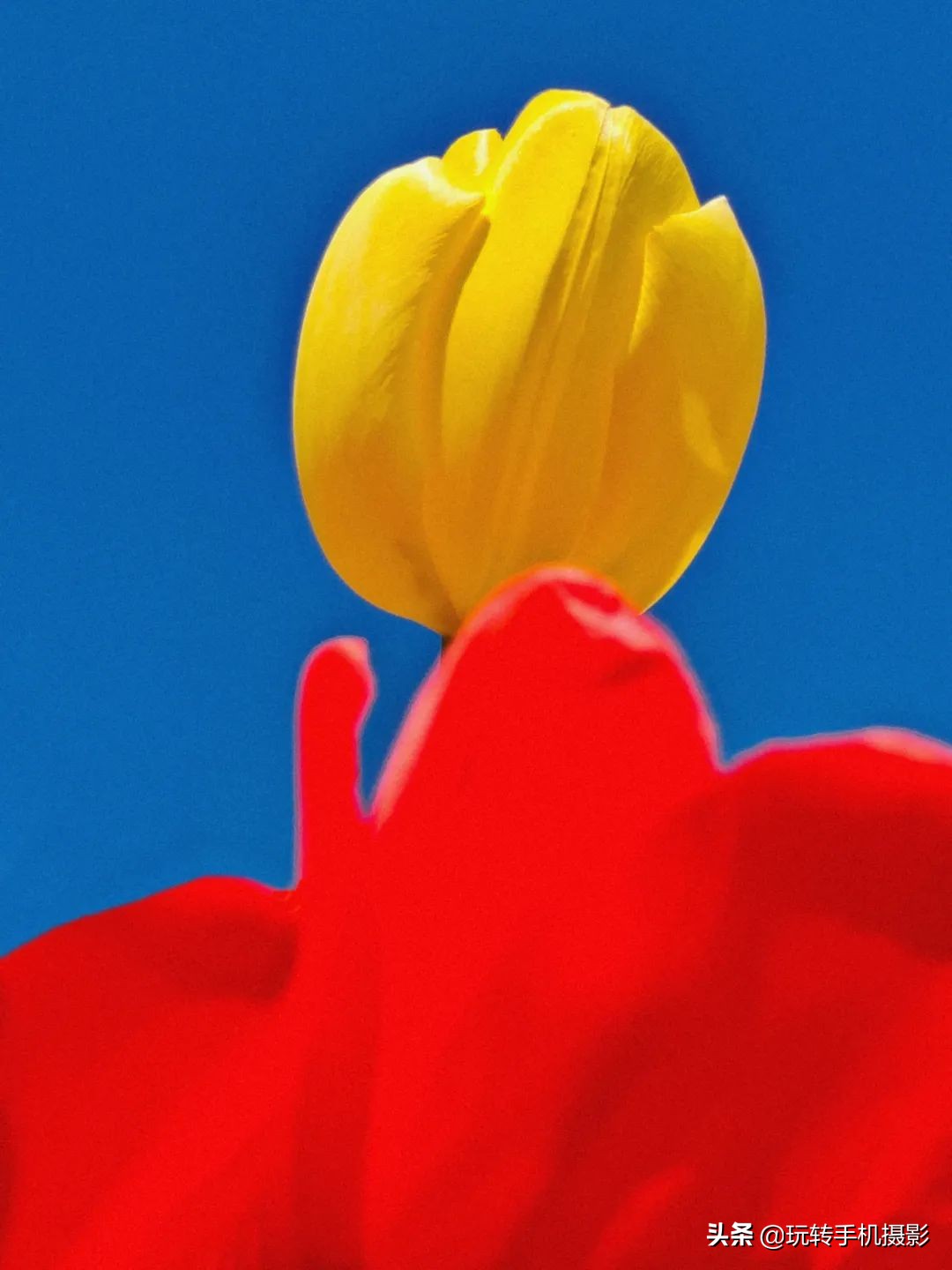 用什么可以拍出美丽花草的照片,6个技巧拍好花卉照片