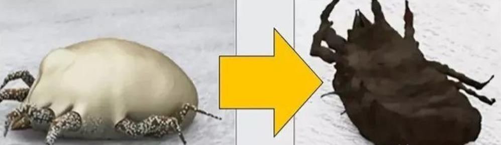 被子螨虫多身上痒怎么办,被子螨虫用什么洗最好