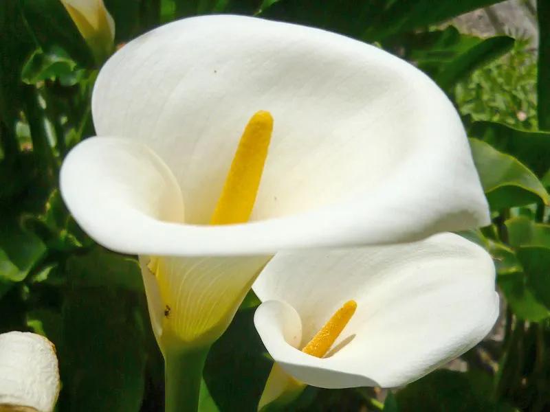 国色天香秀色可餐的美女 (秀色可餐与国色天香)