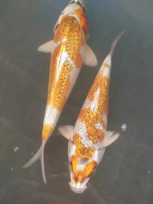 各种漂亮鱼的名称及图片,漂亮可爱的海水观赏鱼