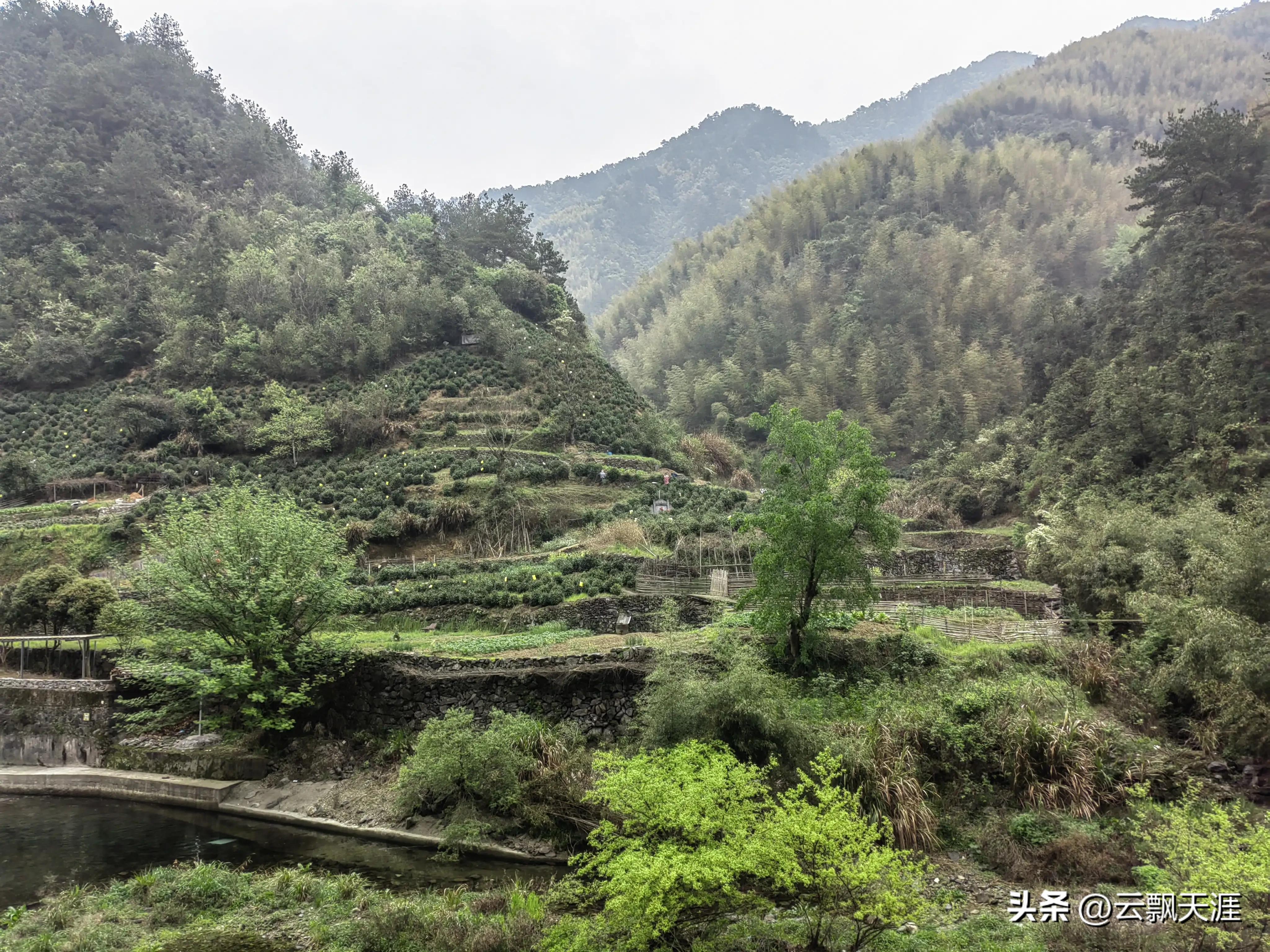 为何外地人一般很难买到正宗的富溪“黄山毛峰”