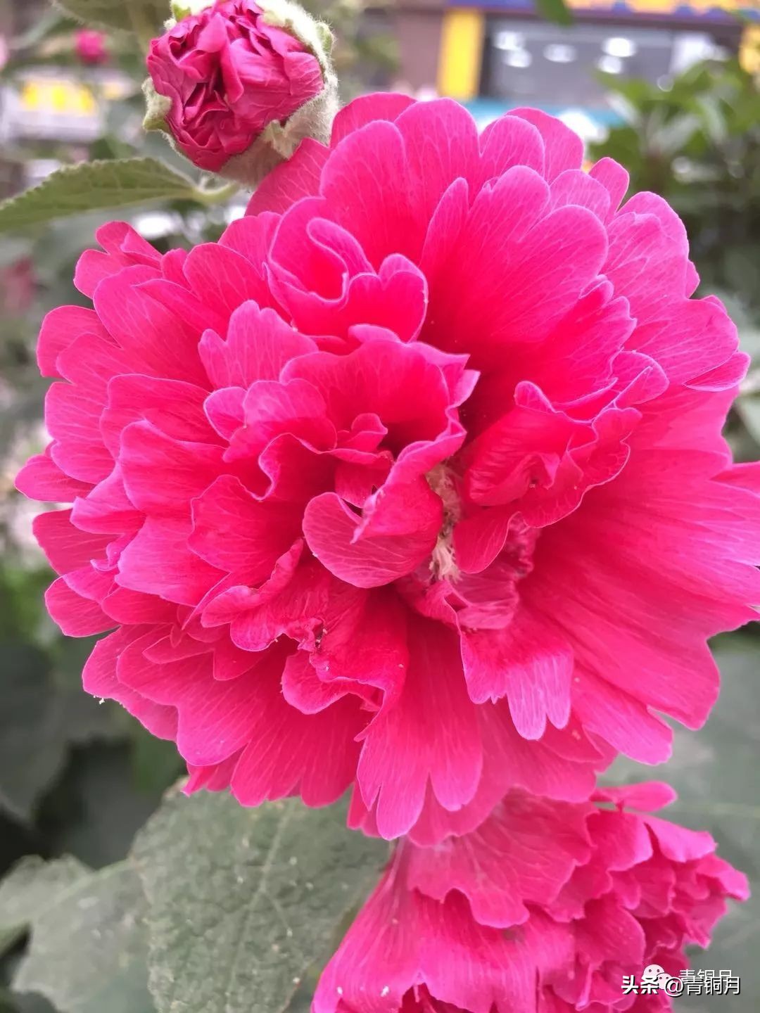 诗词第5季,洛夫《边界望乡》解析