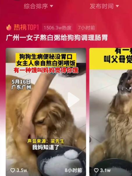 网红金毛coco到底是得了什么病,金毛coco离世原视频