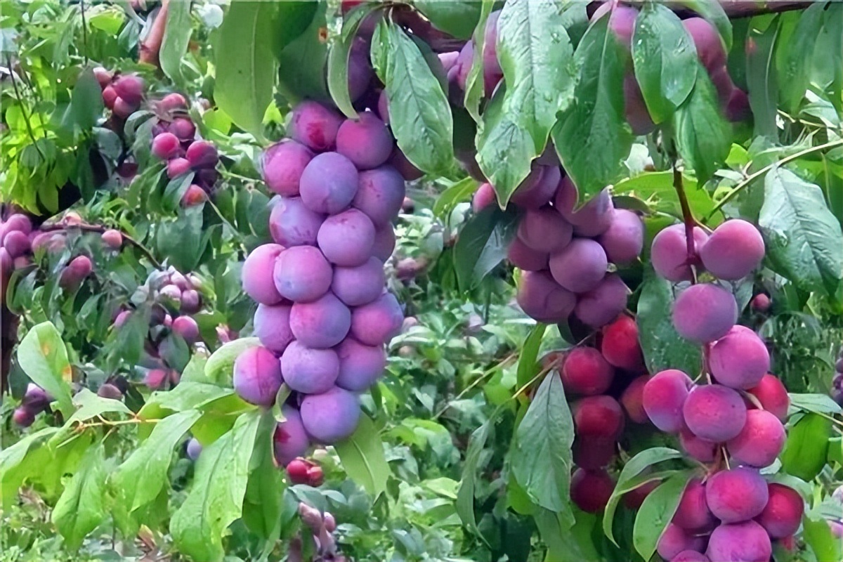 汶川旅游景点十大排行榜,四川旅游推荐汶川