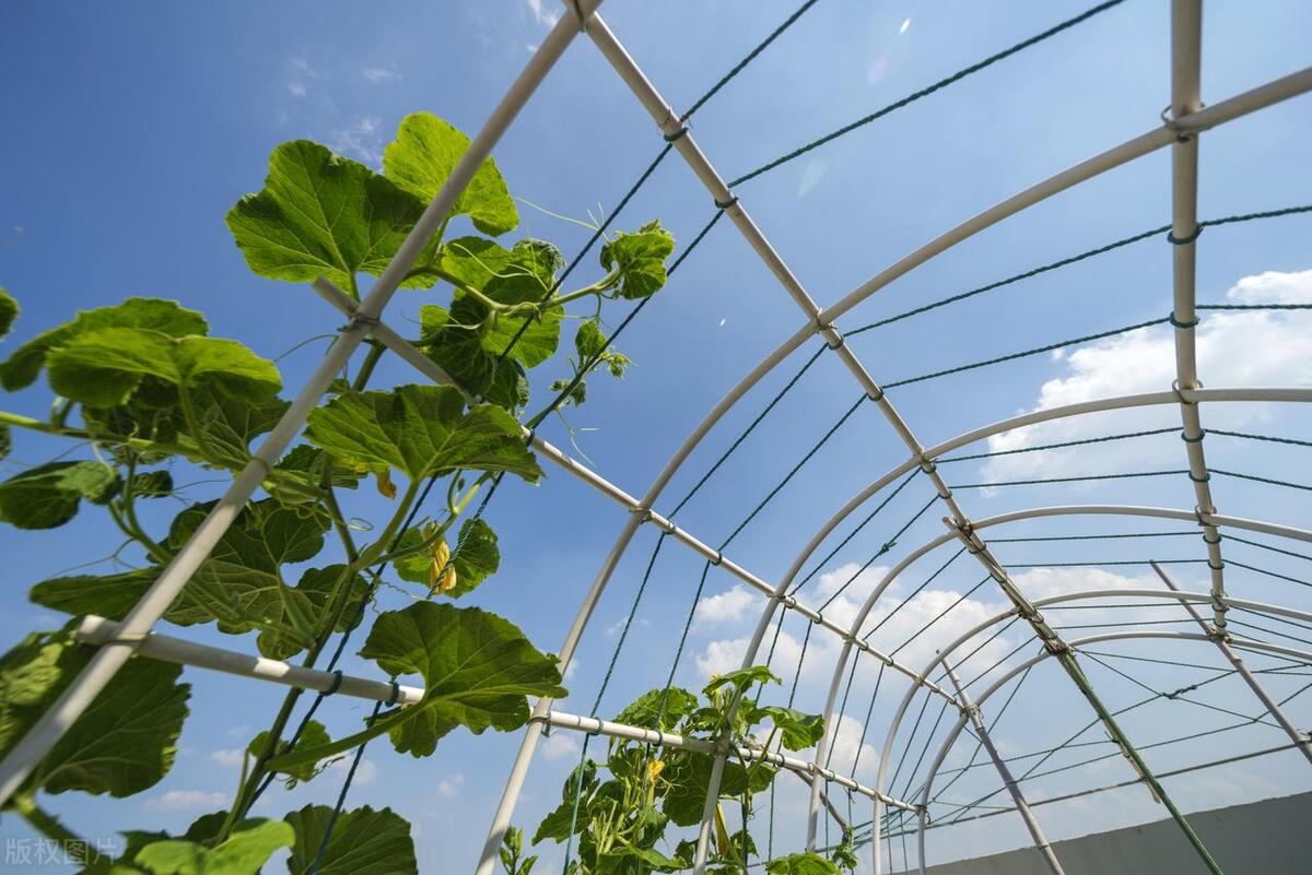 黄瓜叶片“镶金边”？可不是好事！多是7个病因，3个技巧产量高