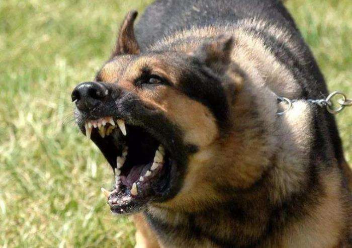 狗狗有狂犬病有哪些前兆,狗狗狂犬病早期的10个征兆图片