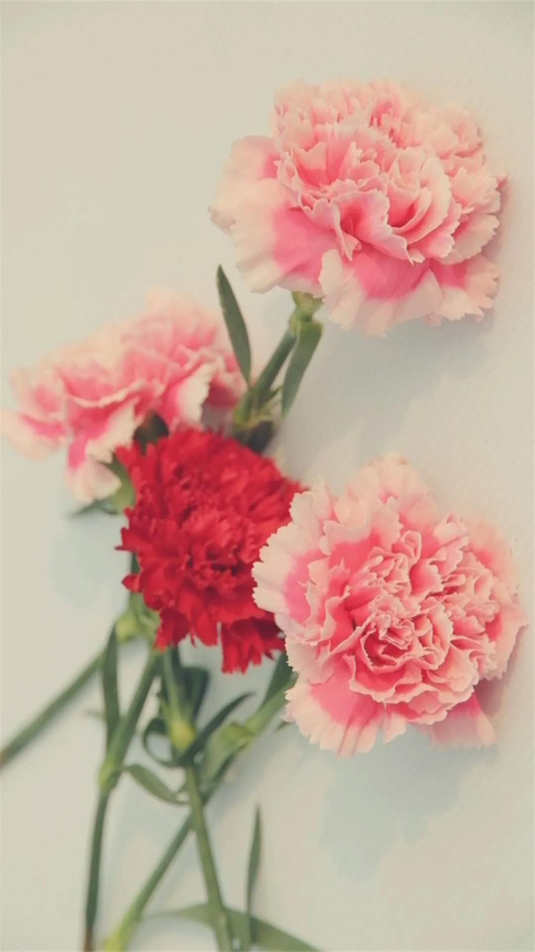 康乃馨花束壁纸,康乃馨壁纸手机超清全面屏