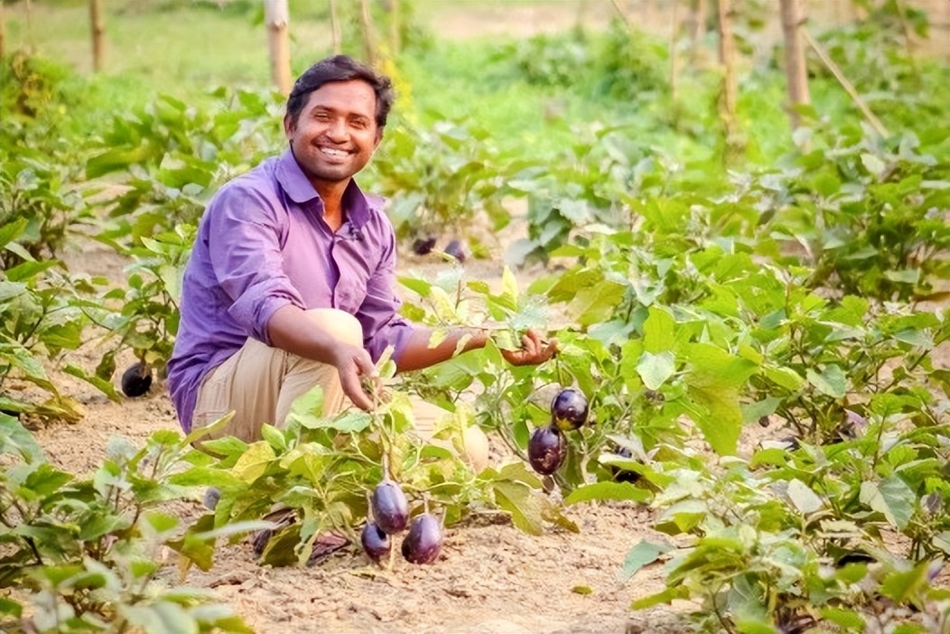 转基因茄子中国有没有 (转基因茄子国内有没有)