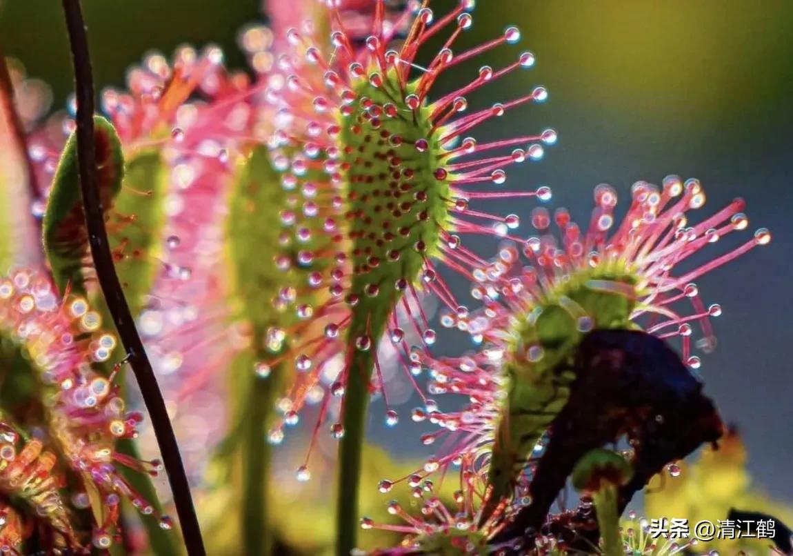 又好看又便宜的食虫植物,有什么推荐的食虫植物