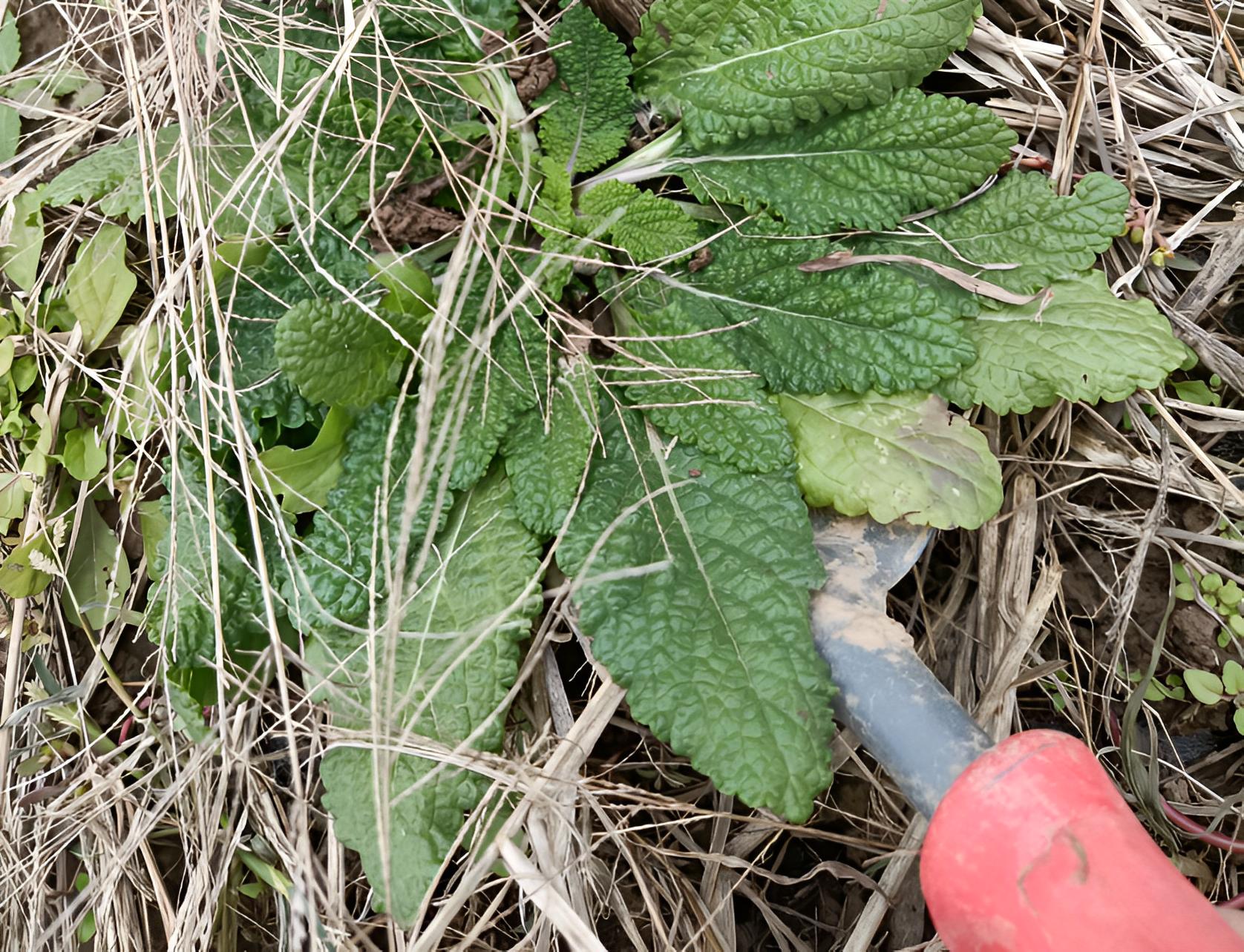 农村有一种痔疮草叫啥名,十大痔疮草