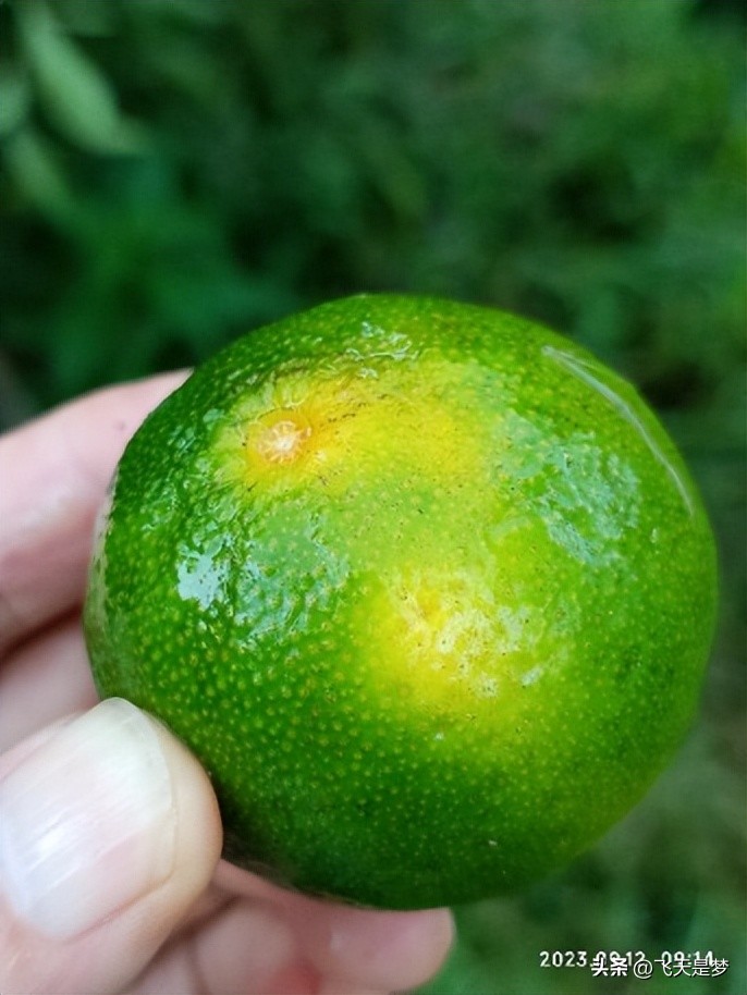 你的柑园布防果蝇未？