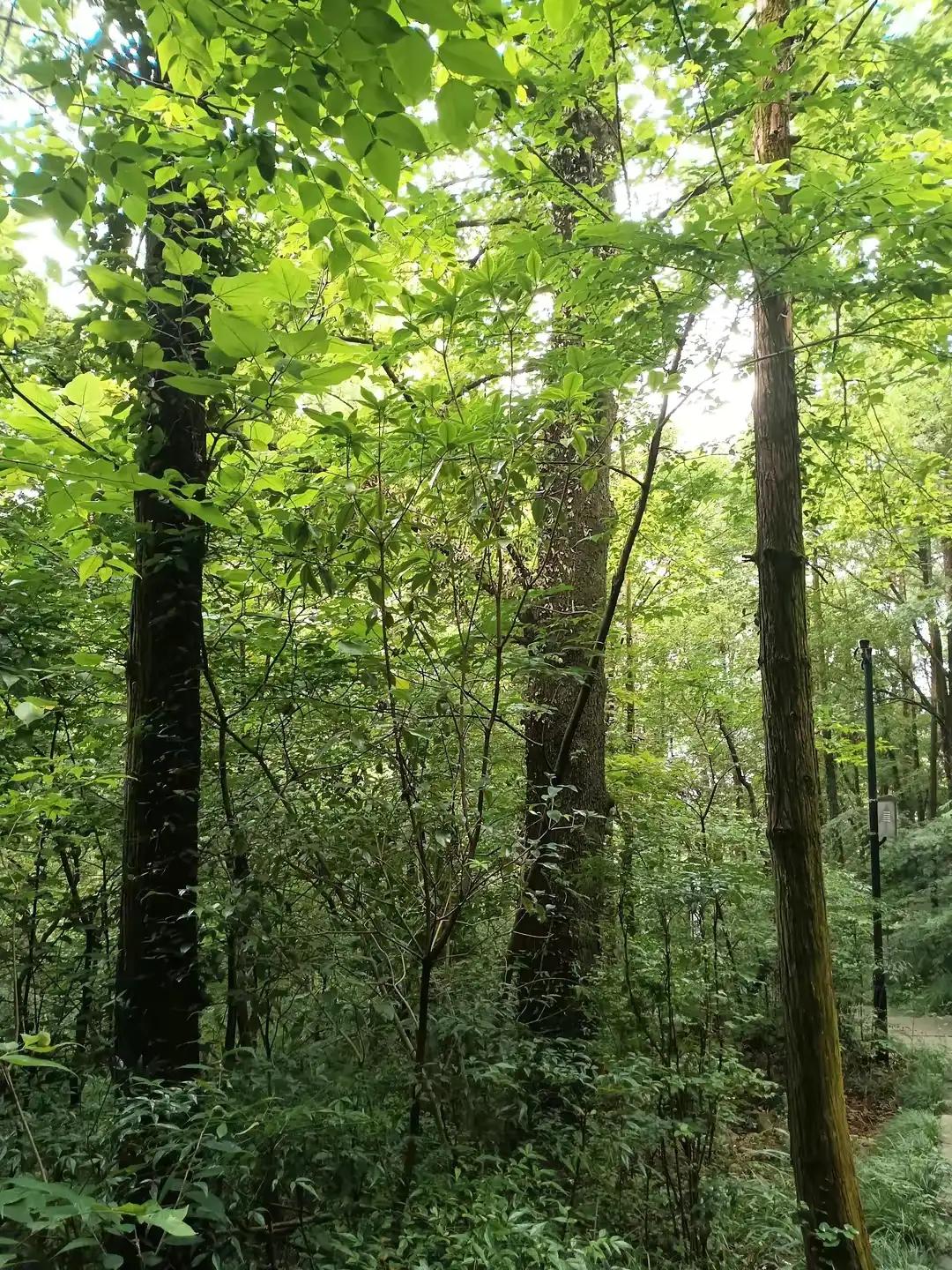 原创诗词绝句10首,七言绝句古诗一首