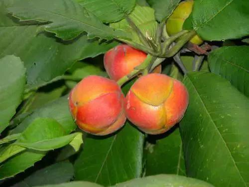 100多种罕见水果欣赏,100种罕见水果名字