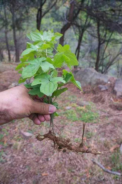 刨药材的视频,刨药材视频