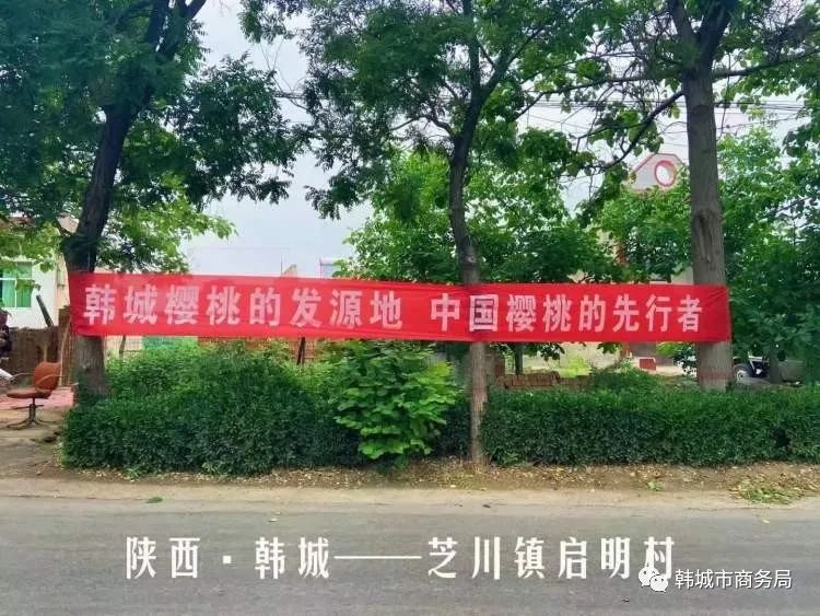 大棚樱桃管护助力乡村振兴,包村干部带领群众增收致富