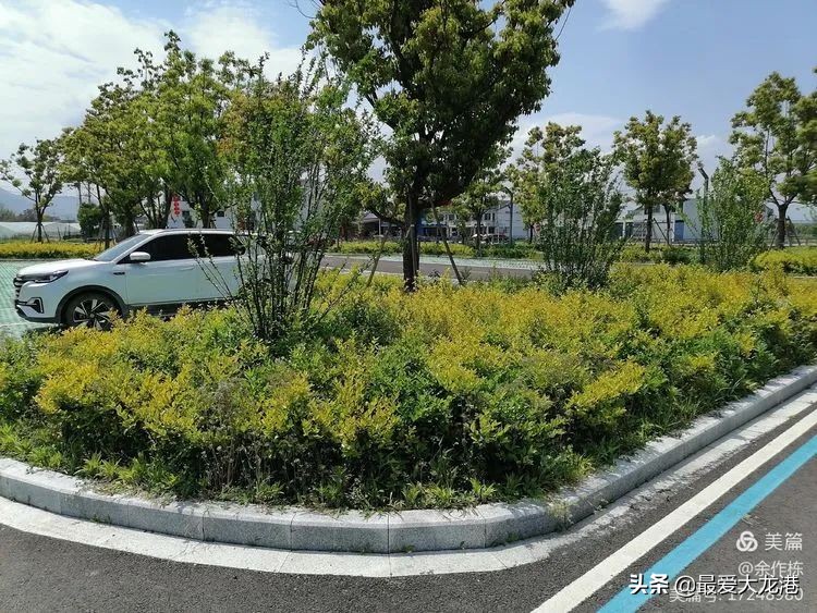 龙港市水心夜景,龙港市水心岛天气