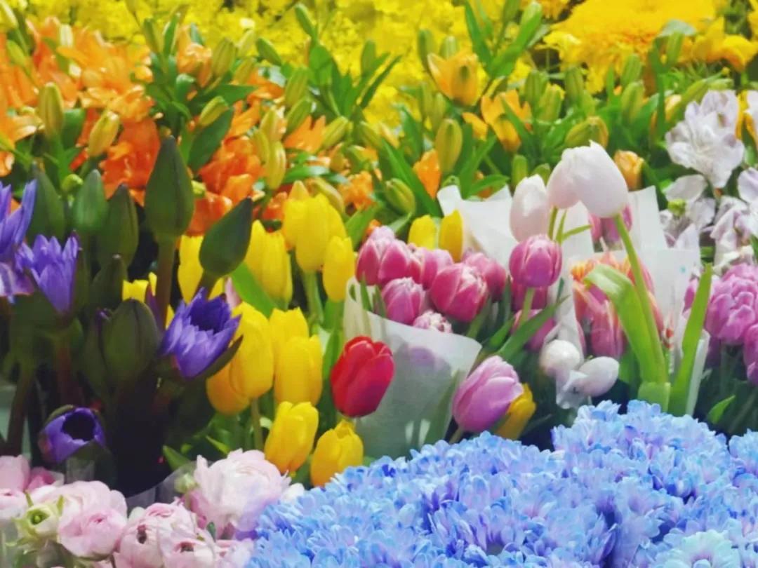 缇庣炕浜嗘祹鍗楁渶澶ч潰绉殑鐜夊叞鑺辨捣,娴庡崡瀹濊棌鑺卞崏甯傚満鎸囧崡