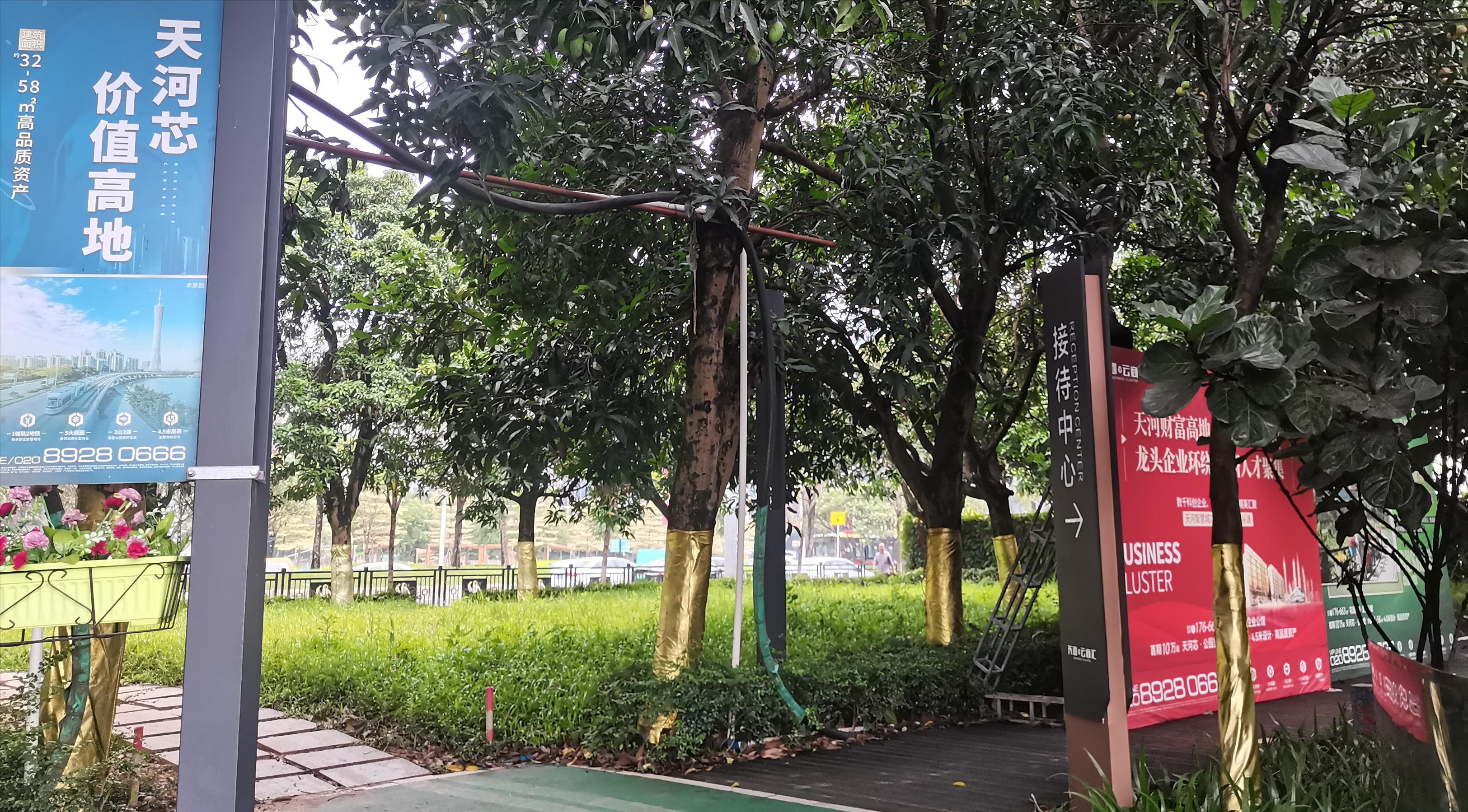 湿地公园里的树木,湿地公园的花图片