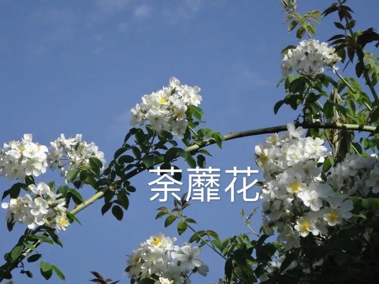 荼蘼花观赏特性,荼蘼花红色重瓣