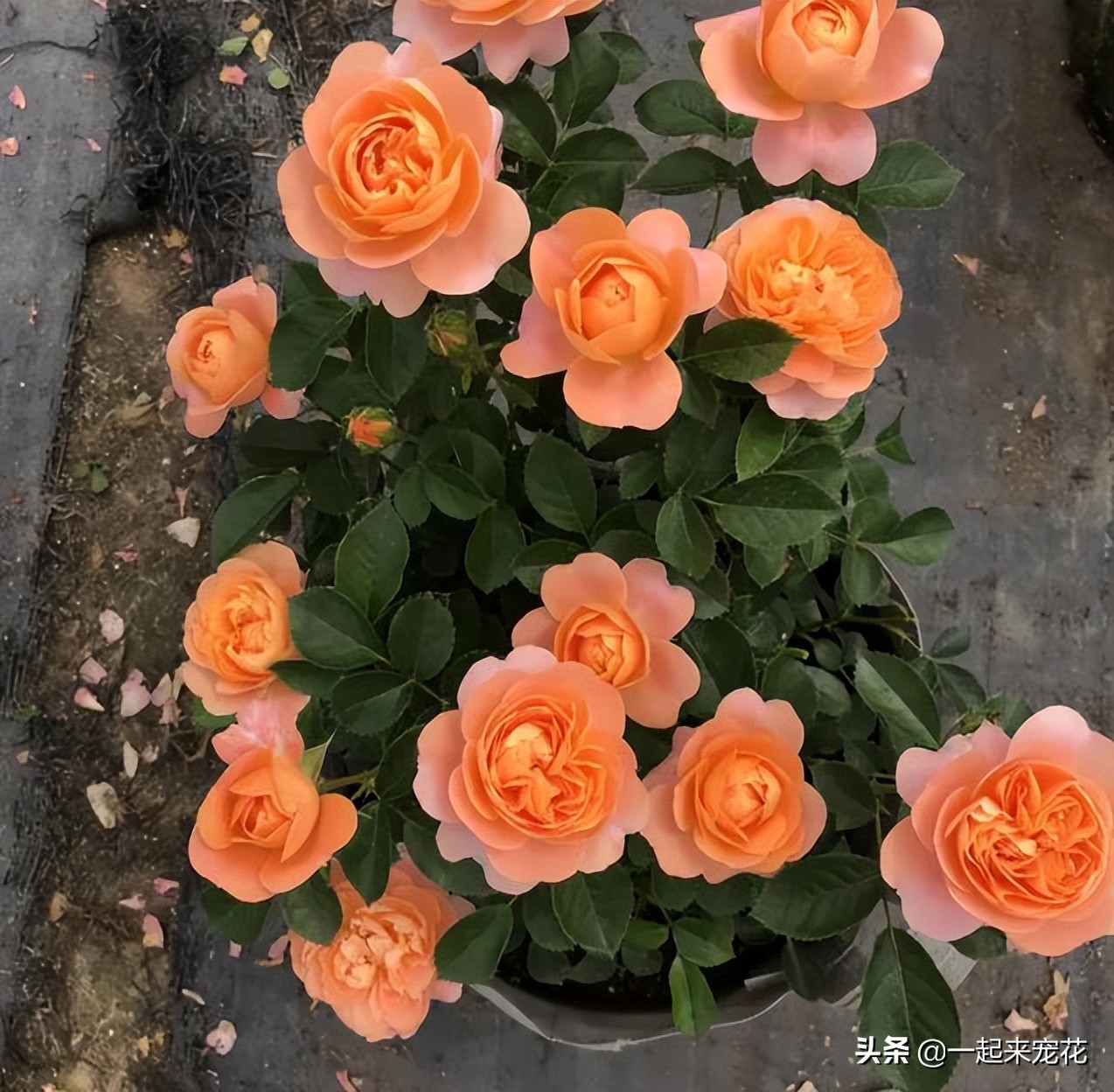 月季花最经典的100个品种,十大经典月季花品种大全