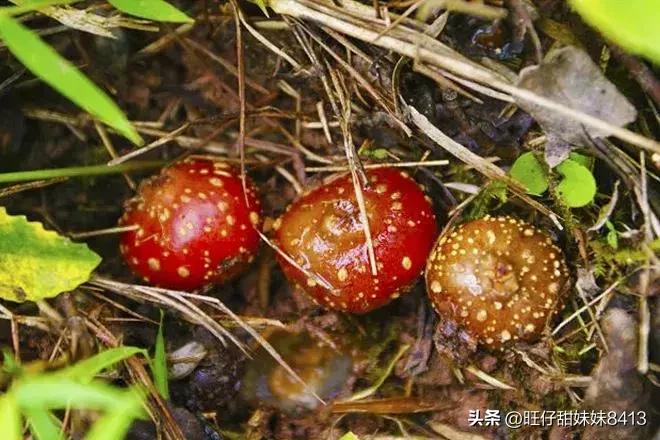 农村消失的水果,农村才能吃到的十种水果