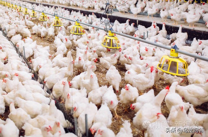 虎皮鹦鹉神仙水,鹦鹉用什么水最好